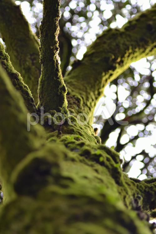 苔むす木 苔,大木,見上げるの写真素材