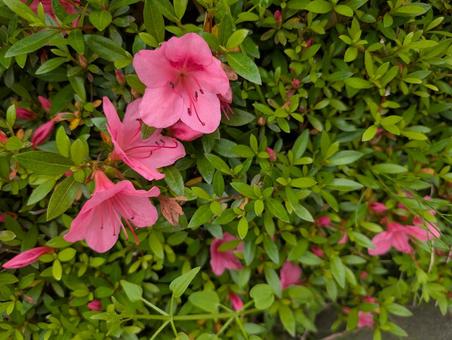 Azalea, JPG Azalea, JPG