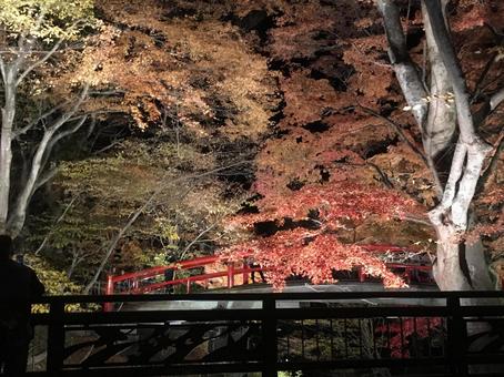 紅葉ライトアップの写真
