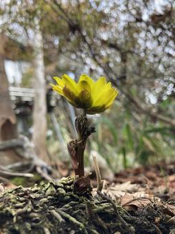 福寿草 福寿草の写真