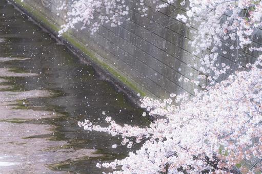 川沿いの桜吹雪 川沿いの桜吹雪 桜吹雪,桜,春の写真素材