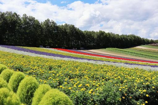 四季彩の丘8 四季彩の丘,北海道,美瑛の写真素材