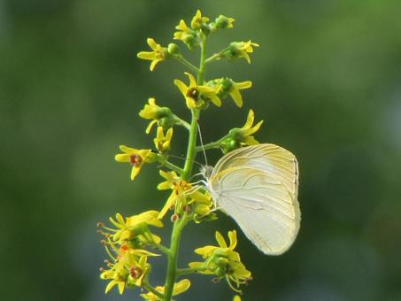 Cabbage White Butterfly and Mokgenji c, monsieur root, butterfly, mokugenji, JPG