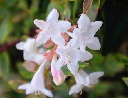 ハナゾノツクバネウツギの写真