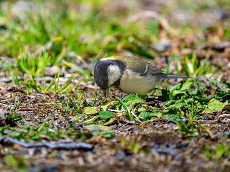 地面を歩くシジュウカラ 地面を歩くシジュウカラの写真