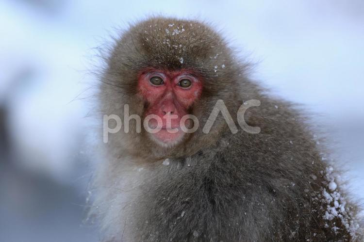 地獄谷野猿公苑のスノーモンキー 子ザル,どうぶつ,ぬくもりの写真素材