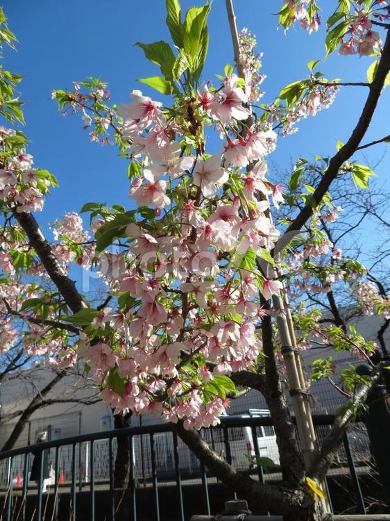 一足早く葉桜が進む早咲きの玉縄桜 花,植物,さくらの写真素材