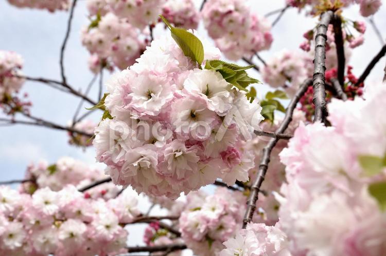 さくら_松月桜（ショウゲツサクラ）_5 4月,きれい,さくらの写真素材