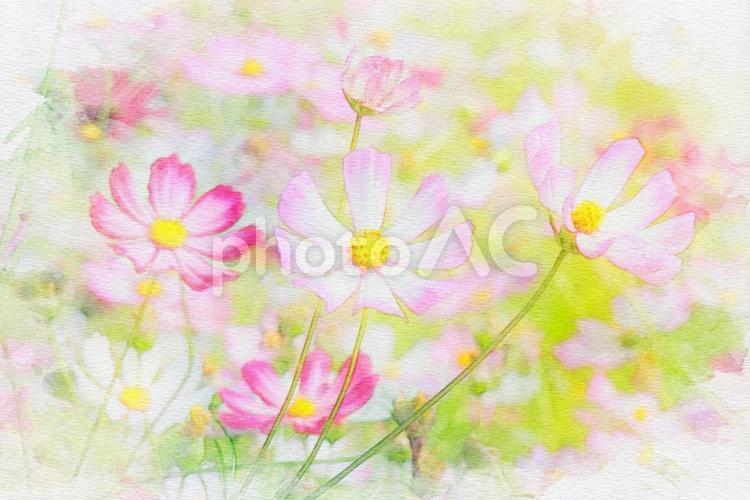 コスモスの水彩画風 コスモス,zoom背景,インスタ写真の写真素材