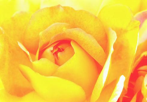 やさしく咲く黄色のバラ ローズ 薔薇 やさしく咲く黄色のバラ ローズ 薔薇 開運日,開運,一粒万倍日の写真素材