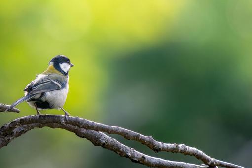 枝にとまるシジュウカラ・コピースペース シジュウカラ,野鳥,鳥の写真素材
