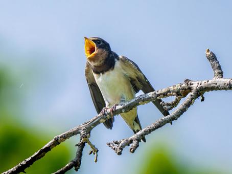 枝にとまるツバメ ツバメ,燕,野鳥の写真素材