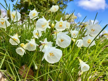 スイセンの花と青空 スイセンの花と青空 水仙,スイセン,原種の写真素材