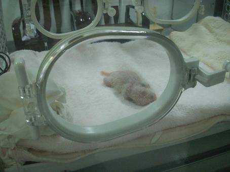赤ちゃんパンダ 赤ちゃんパンダの写真