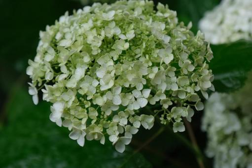 紫陽花 紫陽花の写真