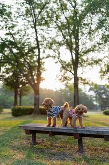 夏の公園で散歩するトイプードル 夏の公園で散歩するトイプードルの写真