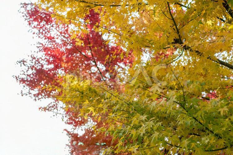 黄色と赤の綺麗なモミジのアップ画像　秋の紅葉 モミジ,紅葉,もみじの写真素材