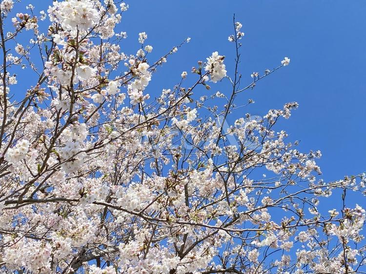 青空と桜　横位置 春,空,背景の写真素材