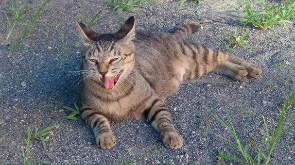 愛嬌溢れるもふもふであざとい猫様 愛嬌溢れるもふもふであざとい猫様 猫,キジトラ,寝転ぶの写真素材