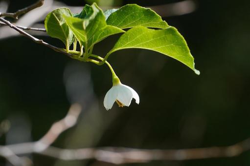 エゴノキの花 エゴノキ,花,植物の写真素材
