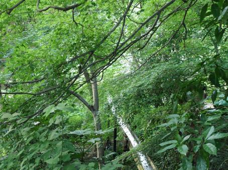 木々の間を抜ける水路 水路,木,自然の写真素材