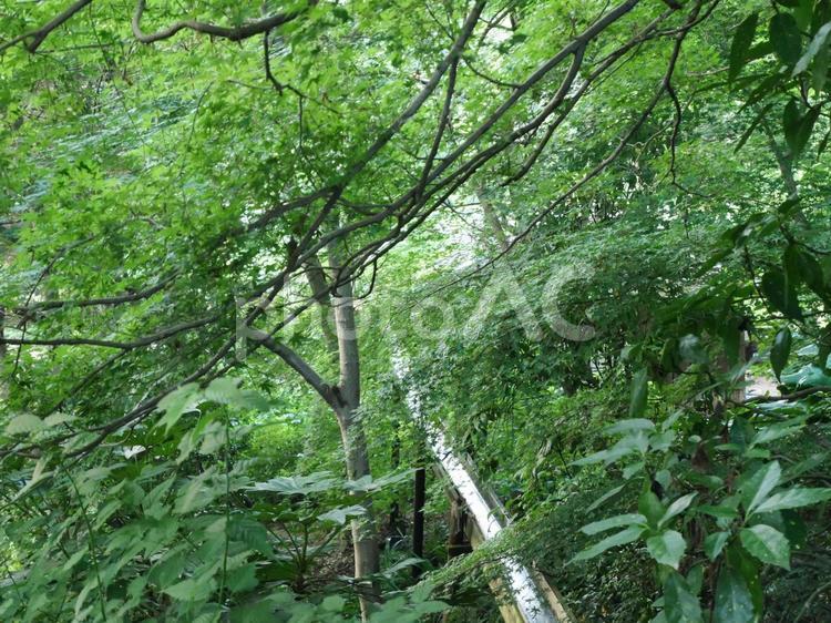 木々の間を抜ける水路 水路,木,自然の写真素材