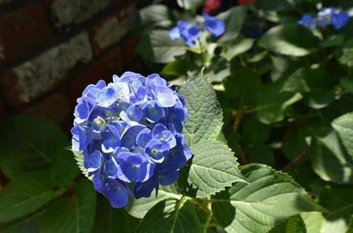 hydrangea11 hydrangea11の写真