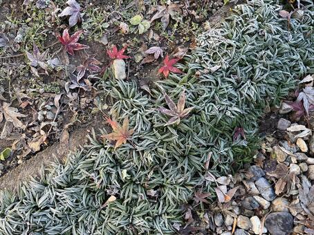 霜が降りた庭 庭,ガーデン,ガーデニングの写真素材