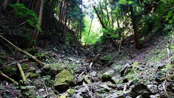 倒木と苔むした岩が点在する谷間の風景 倒木と苔むした岩が点在する谷間の風景 御岳山,渓谷,谷間の写真素材