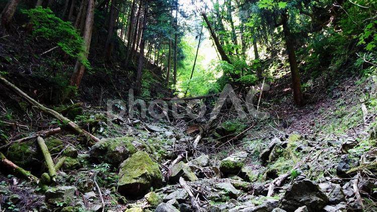 倒木と苔むした岩が点在する谷間の風景 御岳山,渓谷,谷間の写真素材