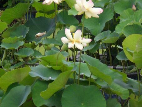 白く花ひらく 白く花ひらくの写真