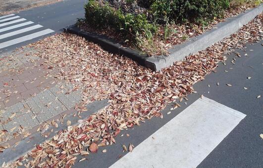 道路　横断歩道　枯葉 秋,大量,枯葉の写真素材