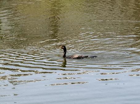 Cormorants in the moat, JPG