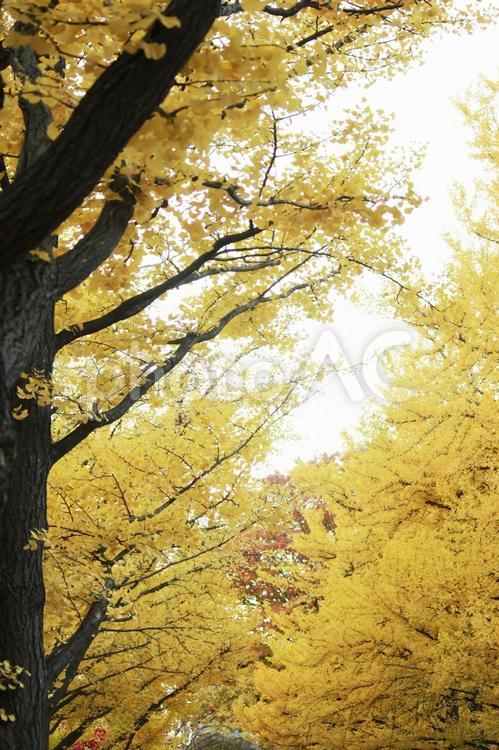 秋　紅葉　風景写真　イチョウ　銀杏 紅葉,風景写真,橙色の写真素材