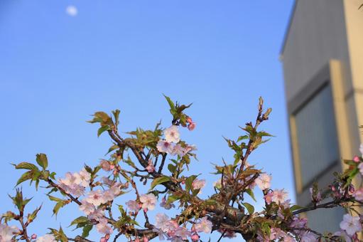 河津桜 河津桜の写真