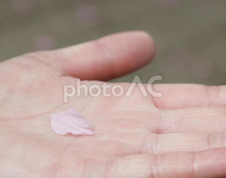 手のひらに散った桜の花びら 桜,桜の花びら,散るの写真素材