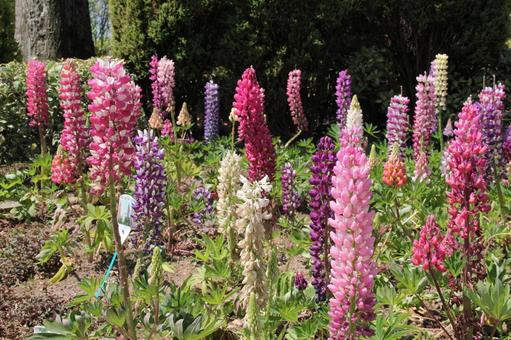 ルピナス　咲く風景の写真