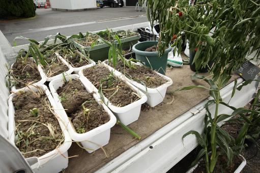 軽トラックの荷台で販売する野菜の苗 野菜,プランター,イベントの写真素材