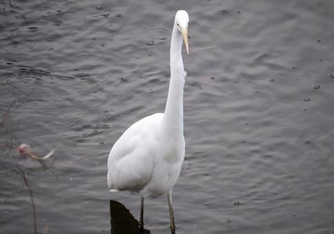 冬 川の中のシラサギ 1 ダイサギ,野鳥,生物の写真素材