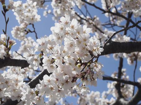 満開のソメイヨシノと青空 満開のソメイヨシノと青空 さくら,桜,サクラの写真素材