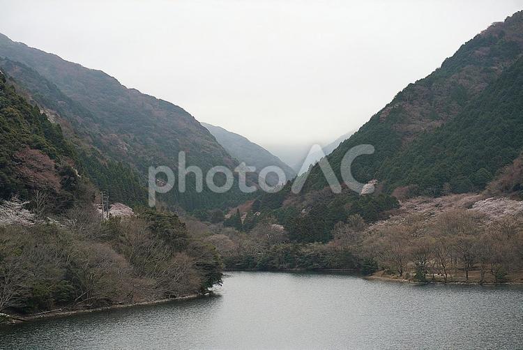 諭鶴羽ダム87　ダム湖と桜 諭鶴羽ダム,兵庫県,南あわじ市の写真素材