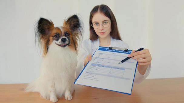 パピヨンとカルテを差し出す女性 医療,予防,医者の写真素材