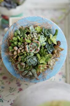 多肉植物 多肉植物の写真