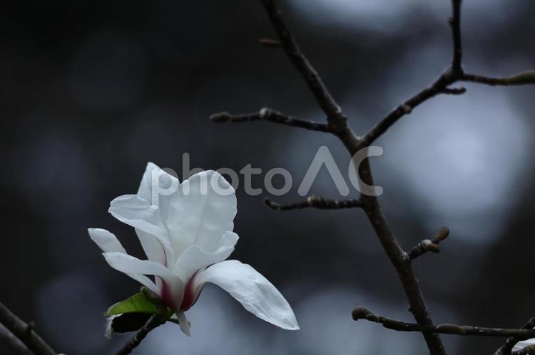 しっとりと美しい花姿 木蓮,花,モクレン科の植物の写真素材