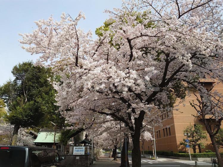 鶴舞公園の桜 桜,名古屋市,昭和区の写真素材