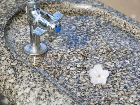 Photo, spring, petal, drinking fountains, 