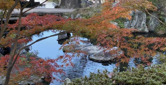 初紅葉 紅葉,西の丸庭園,紅葉渓庭園の写真素材