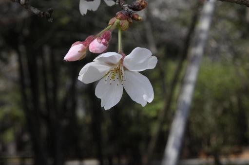 桜 桜の写真