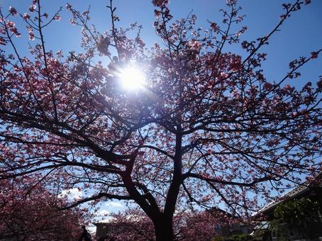 河津桜の公園-35 河津桜の公園-35の写真