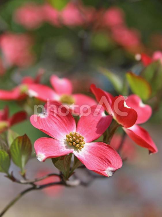 ハナミズキ　花水木　赤い花 ハナミズキ,花水木,花の写真素材
